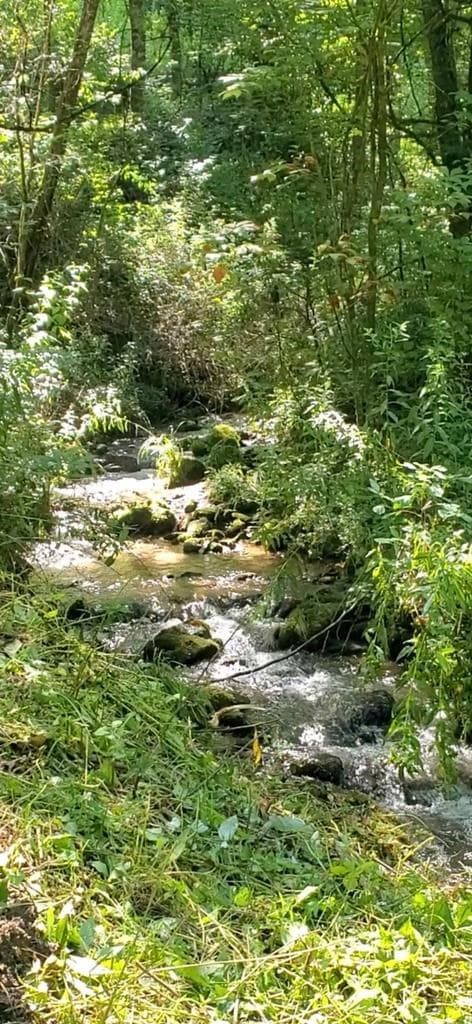 3192 Pumpkintown Rd, Sylva, NC 28779 - photo 7