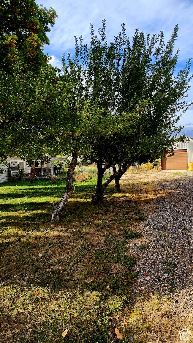 View of green lawn featuring & fruit trees