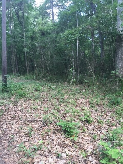 XX Narvaez Trail, Crawfordville, FL 32327 - photo 3