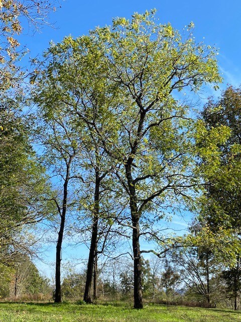 1050 Edmundson Rd, Prospect, TN 38477 - photo 4