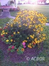 flower garden