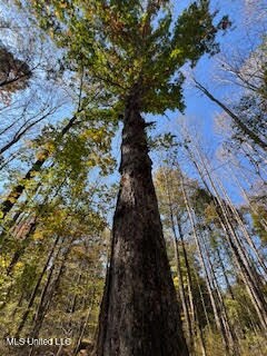 HEAVY MATURE TIMBER