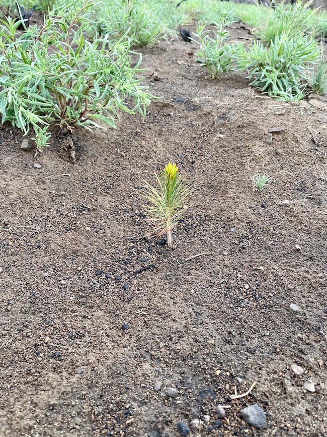 Ponderosa Seedling
