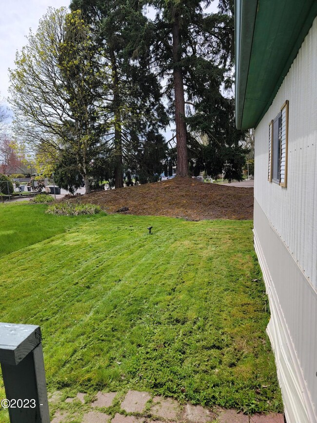 Back yard