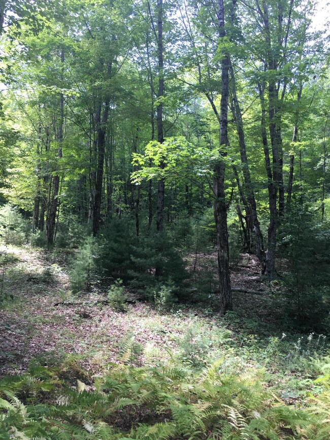 young forest stands