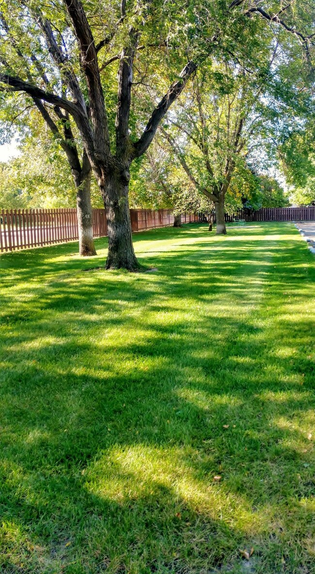 Backyard (shared)