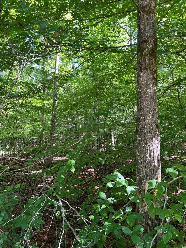 56 acres Old Highway 5 S, Talking Rock, GA 30175 - photo 4