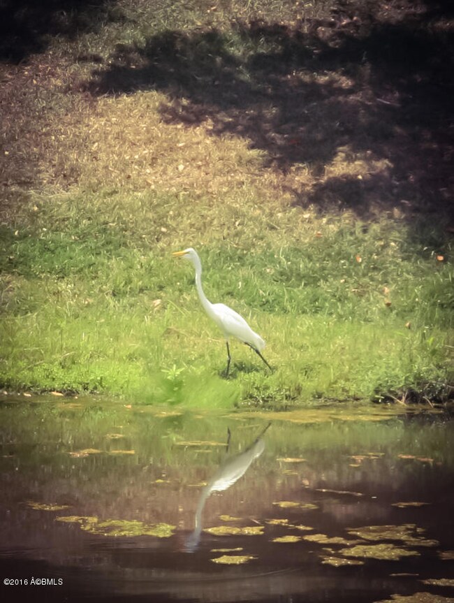 Egret on the Pond