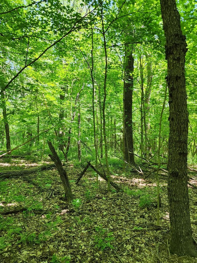 0 Co Road 800 unit 199206, Milan, IN 47031 - photo 6