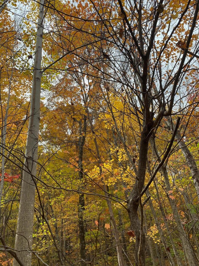 image_123927839 (1)