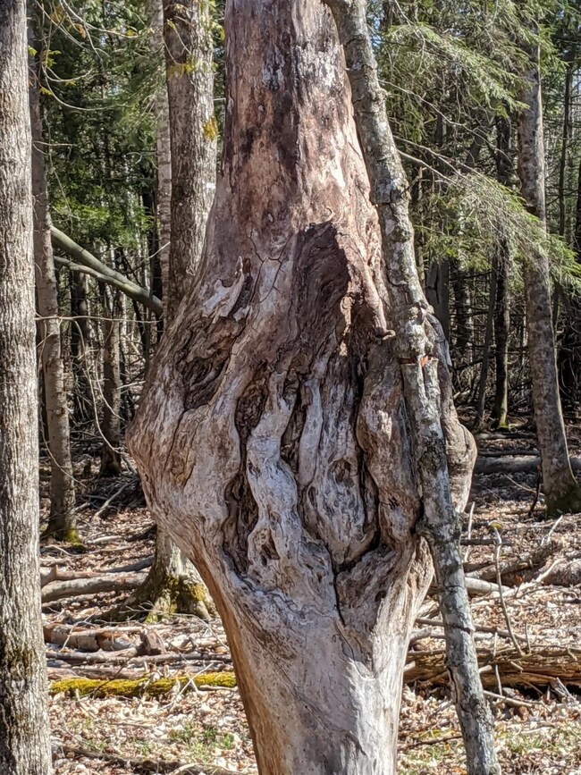 Examples of cool tress in the woods
