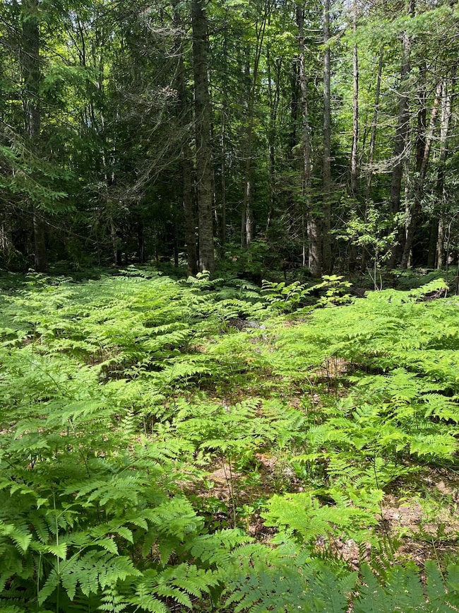 0000 N Brooke Rd, Whitefish Township, MI 49768 - photo 7