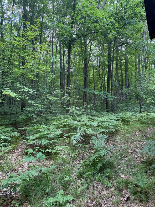 Wooded acreage