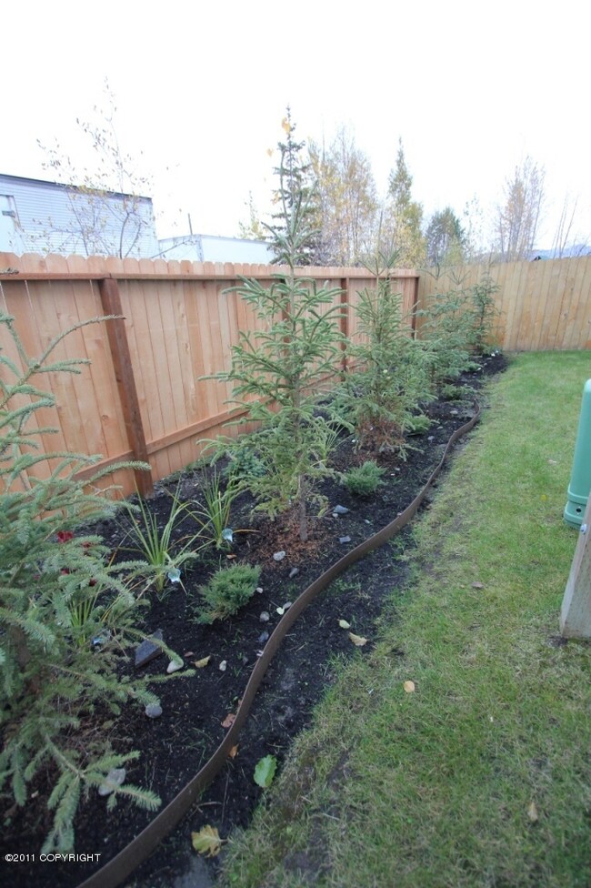 Back Yard 1