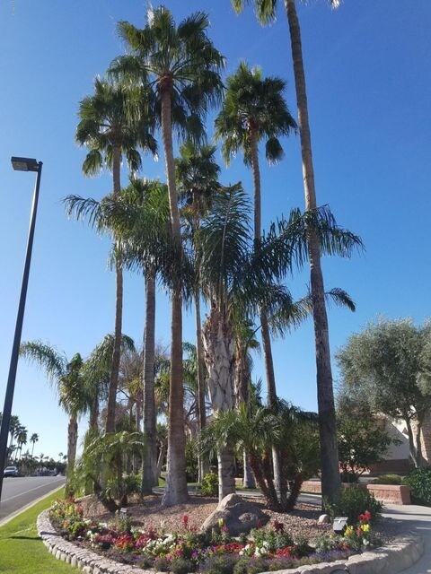 palm trees t/o community