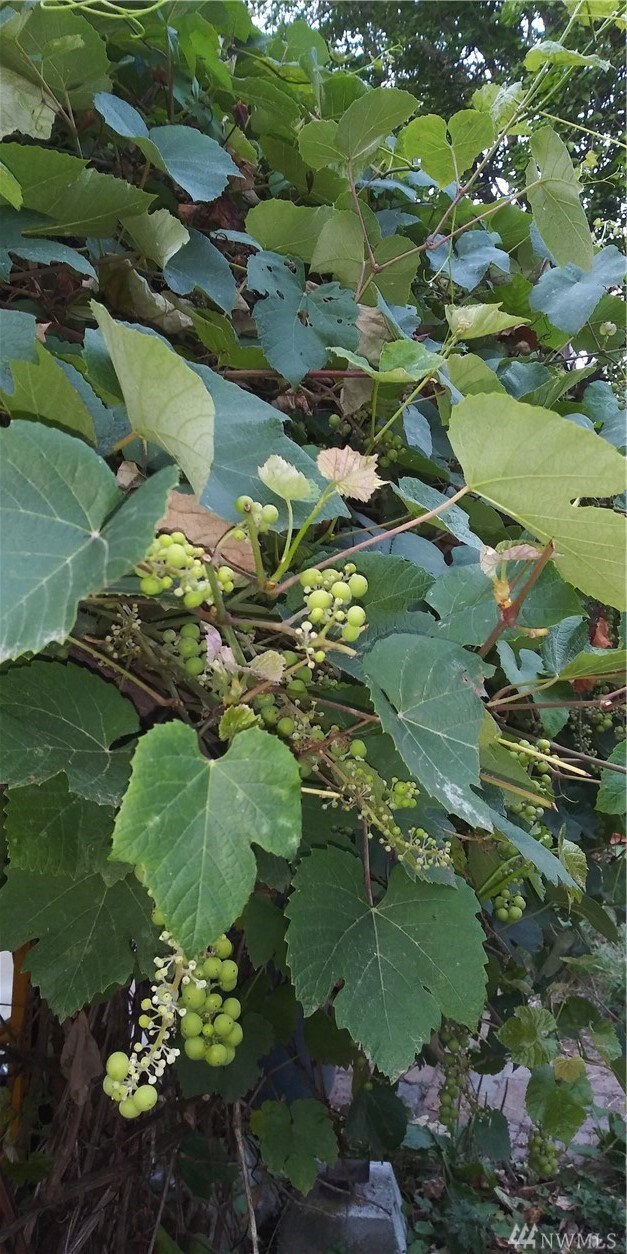 4447 S 148th St, Tukwila, WA 98168 - photo 5