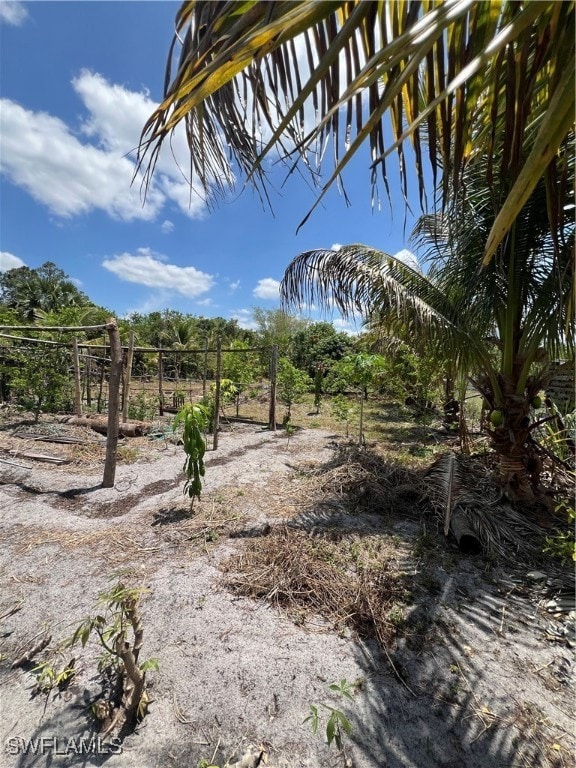 View of local wilderness