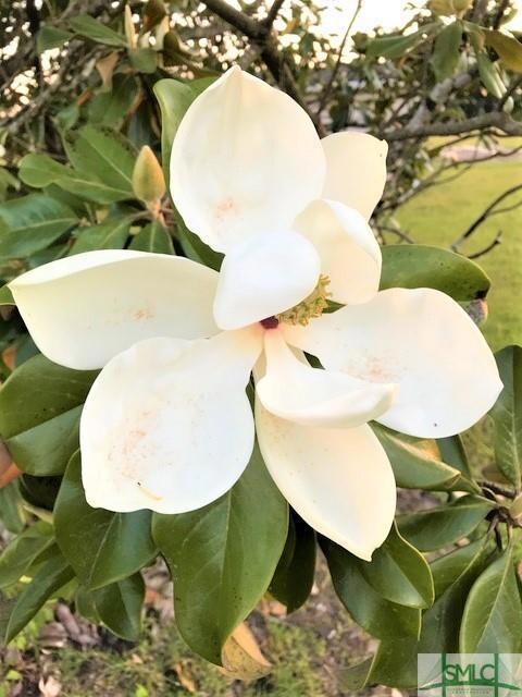 Magnolia flower in back yard