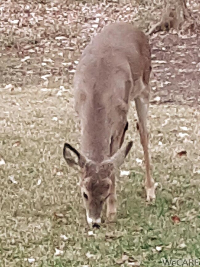 PLENTY OF WILDLIFE