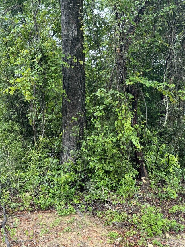 XX Comanche Trail, Wakulla, FL 32327 - photo 3