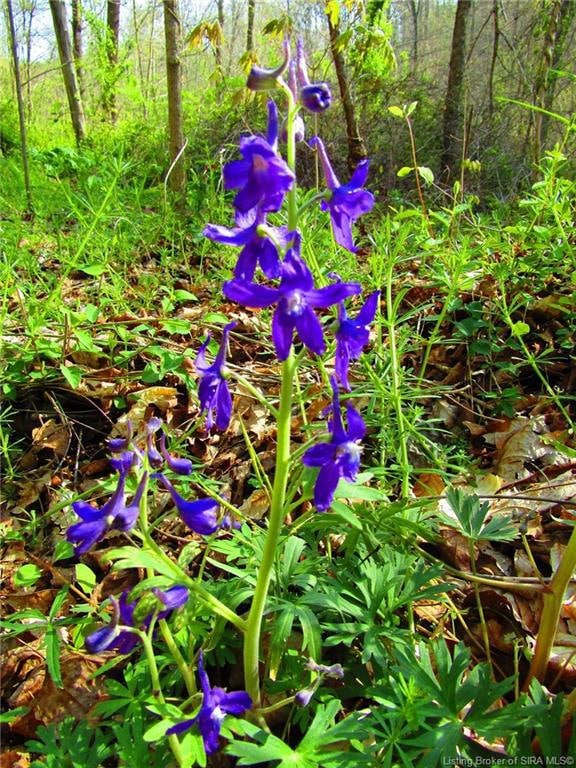 554 Old Corydon Ridge Rd, Georgetown Township, IN 47150 - photo 6