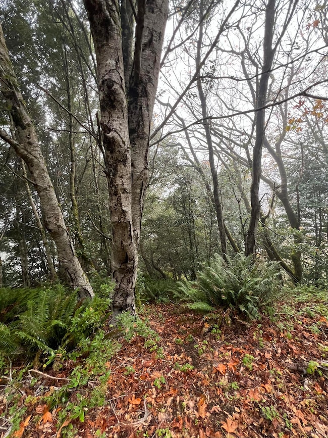 69 Otter Ln, Whitethorn, CA 95589 - photo 3