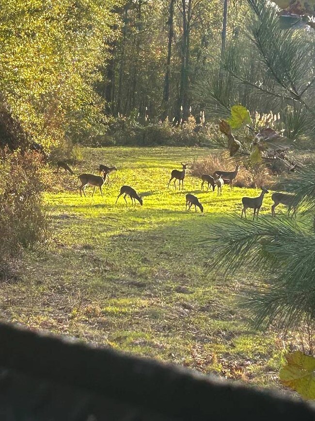 5001 Mississippi 547, Port Gibson, MS 39150 - photo 6