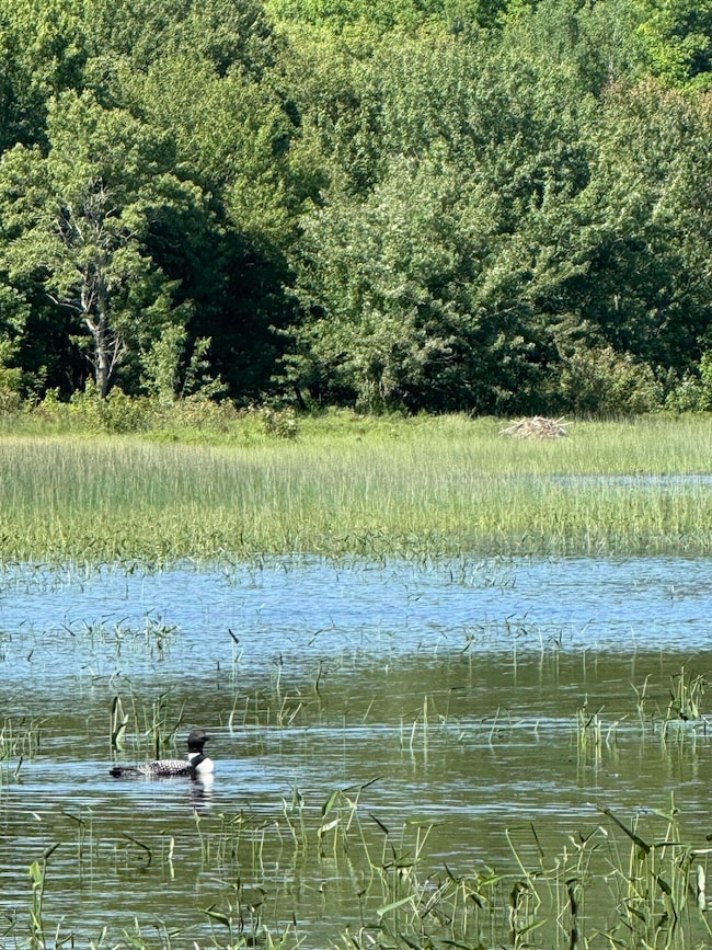 431 Houlton Rd, Island Falls, ME 04747 - photo 3