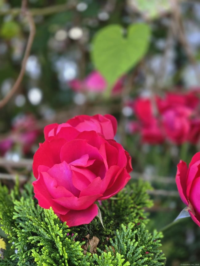 1 Circle Dr, Stonington, CT 06378 - photo 5