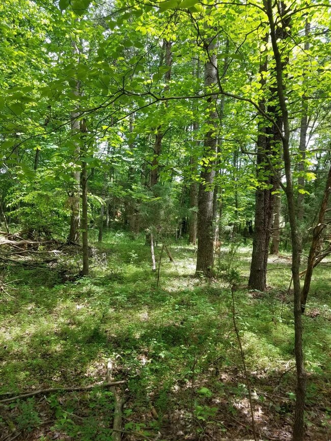 more hardwoods