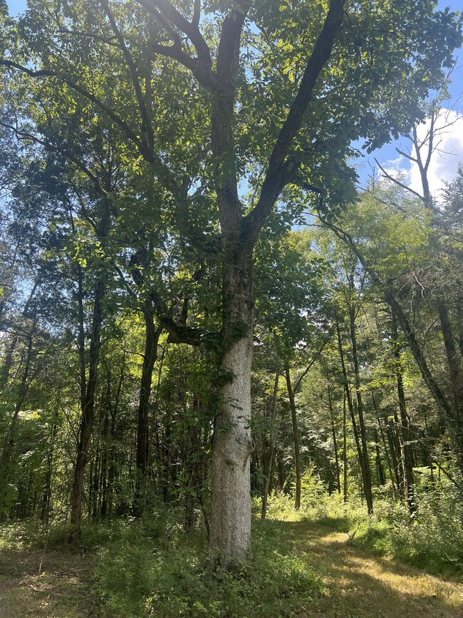 0 John Lunn Rd, Lewisburg, TN 37091 - photo 7