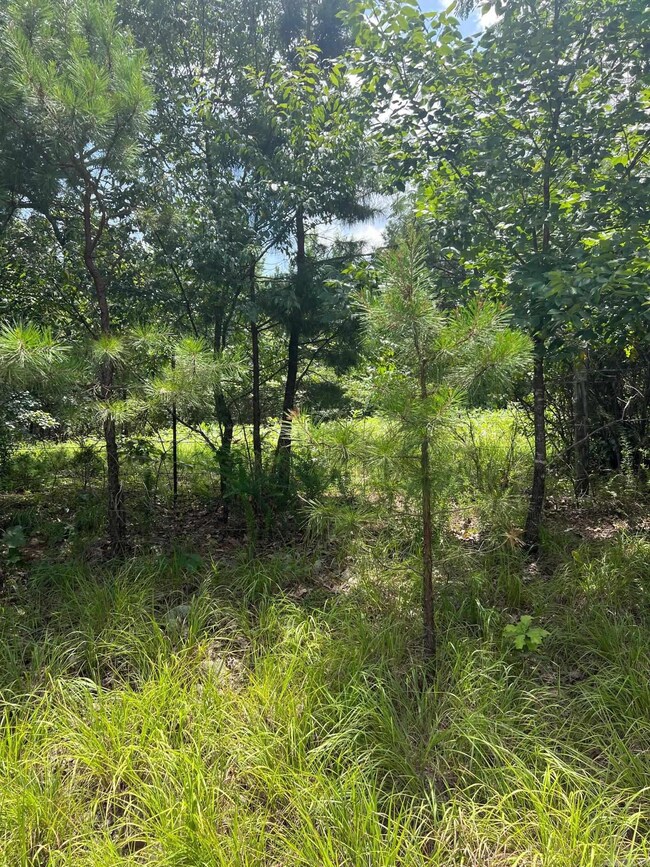 0000 Burnt Ridge Rd, Shirley, AR 72153 - photo 7