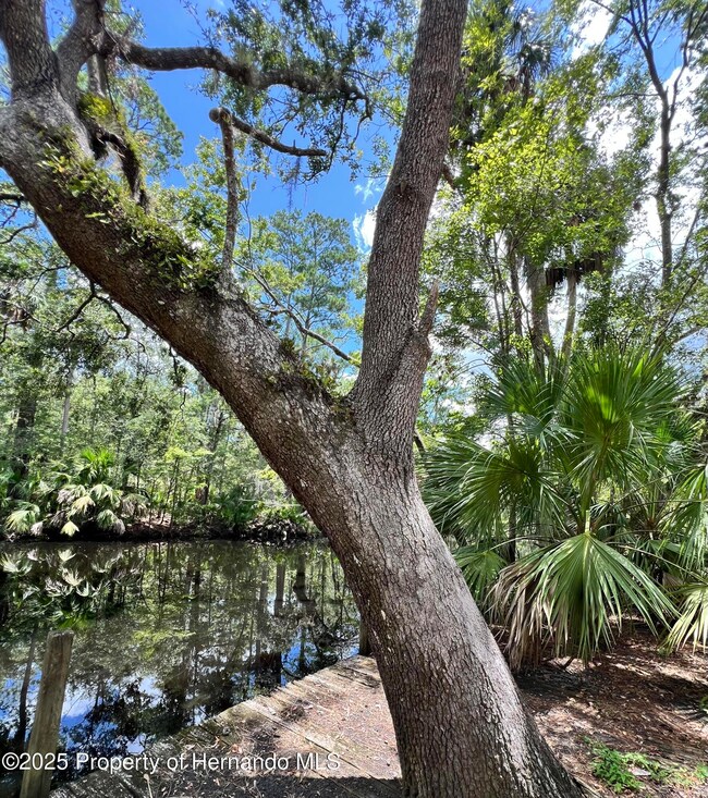 1528 NE Palm St, Steinhatchee, FL 32359 - photo 6