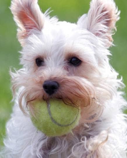 3400 S Ironwood Dr unit 122, Apache Junction, AZ 85120 - photo 6