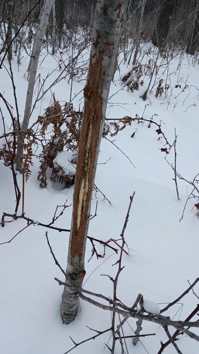 V/L 118A E Townline Rd, Free Soil, MI 49411 - photo 5