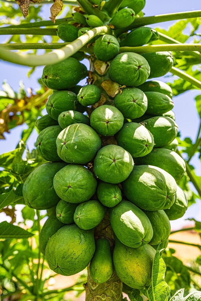 844 Anapuni Loop, Lahaina, HI 96761 - photo 5