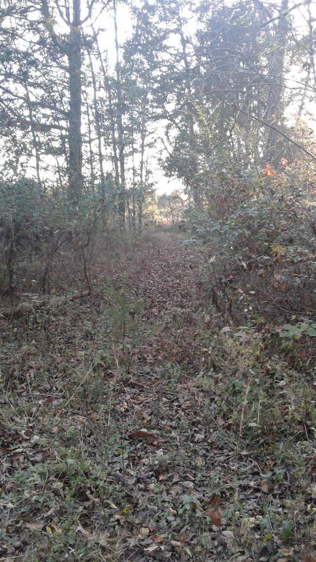 Old driveway to the open land where a home used to be