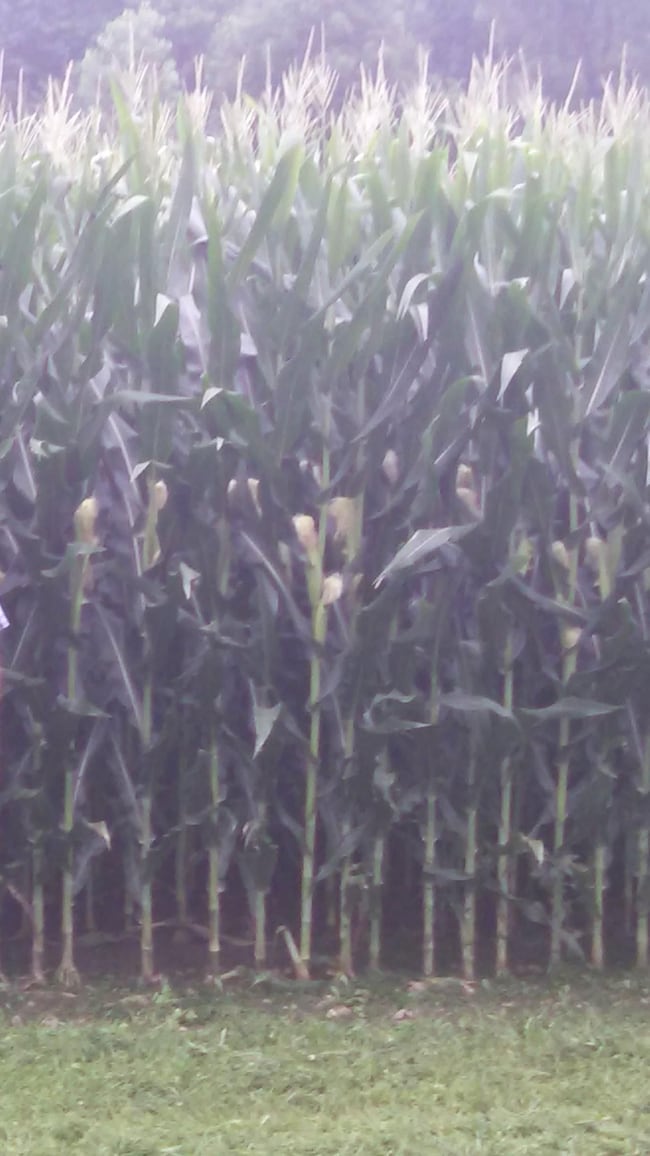 1865 Highway Kk, Bolivar, MO 65613 - photo 3