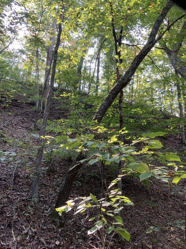 0 Old Hwy 20 unit 2075752, Lobelville, TN 37097 - photo 7