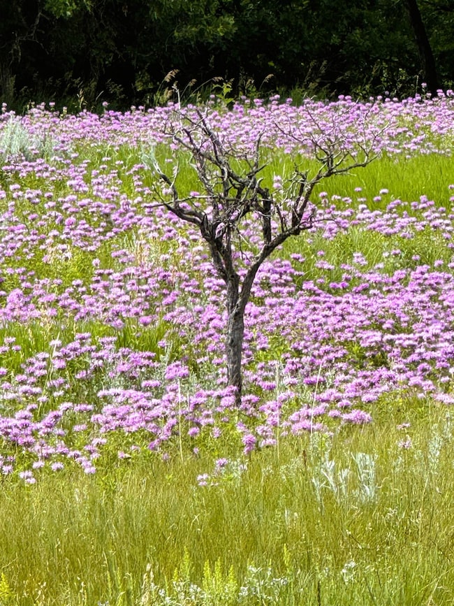 E2 Soaring Eagle Rd, Hulett, WY 82720 - photo 3