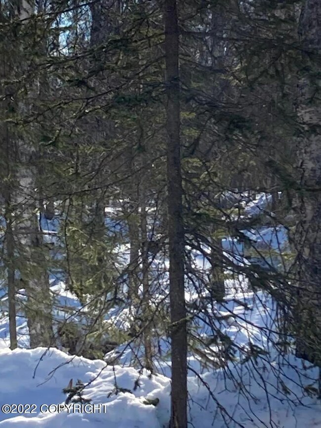 Winter Wonderland