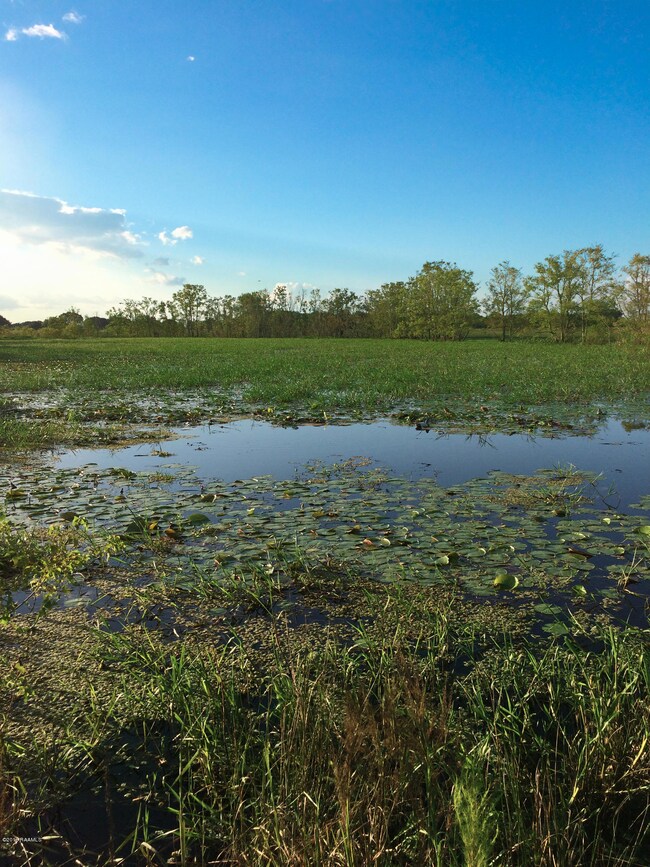 Pond