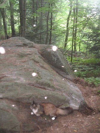 296 Wales Rd, Monson, MA 01057 - photo 2