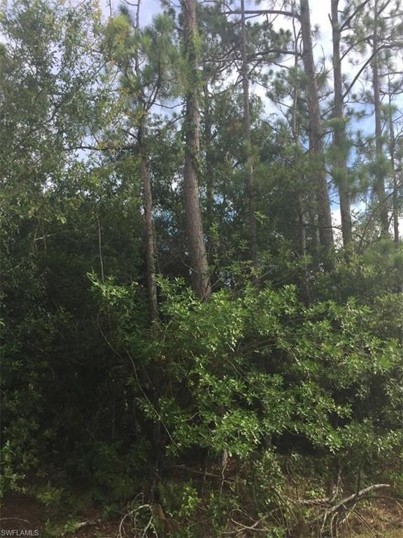 Many tall pine trees.
