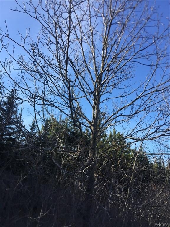 Black Walnut