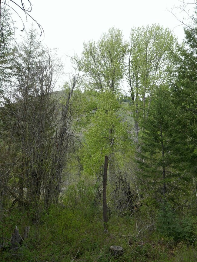 212 W Buttermilk Creek Rd, Twisp, WA 98856 - photo 5