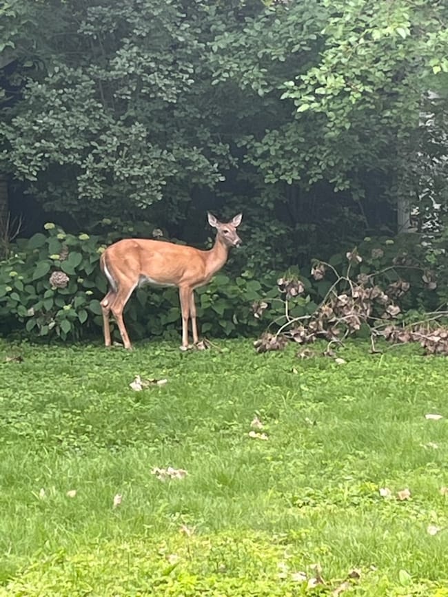 65 Lincolnshire Dr, Lincolnshire, IL 60069 - photo 2