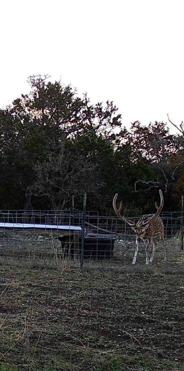 33 Sd 24750, Rocksprings, TX 78880 - photo 4