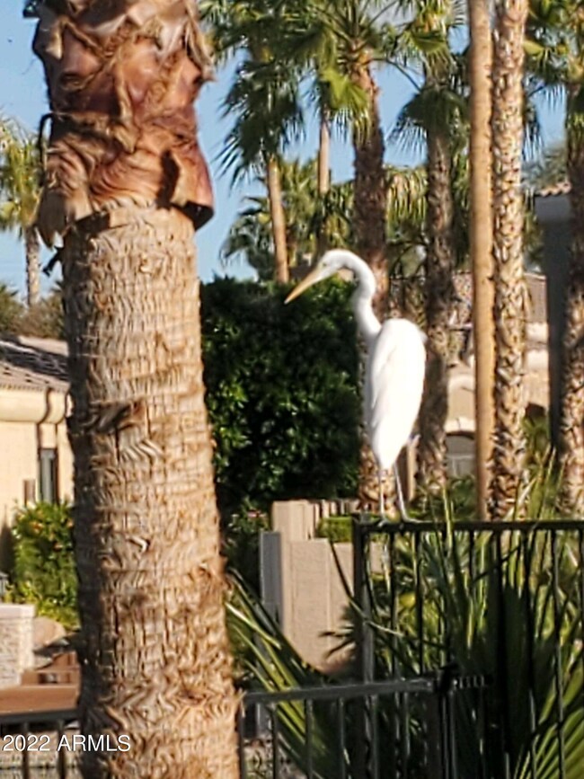 780 W Hackberry Dr, Chandler, AZ 85248 - photo 3