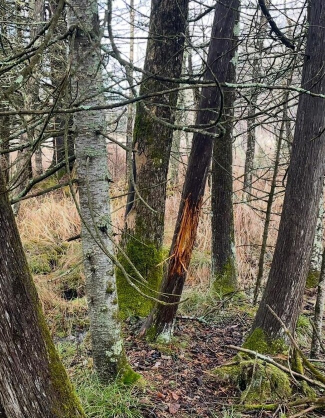 02 State Highway 45, Birnamwood, WI 54414 - photo 5